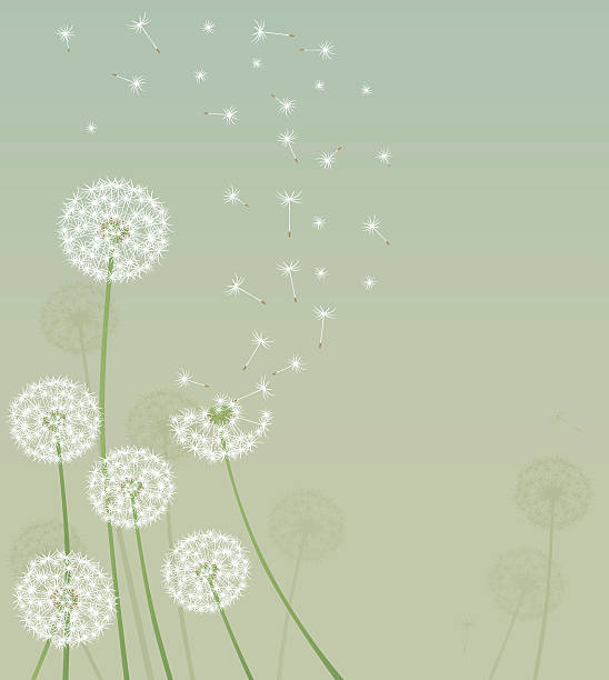 Dandelion Background  dandelion stock illustrations