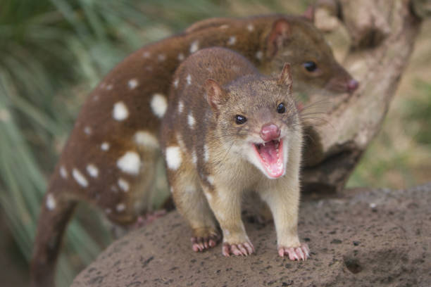 Two Quolls Close up of two quolls, with one looking at camera and snarling spotted quoll stock pictures, royalty-free photos & images