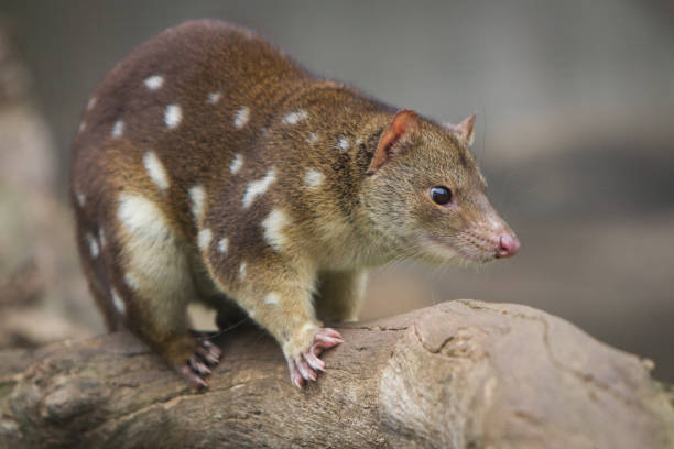 Tiger Quoll also known as Spotted Quoll Close up of the Australian mammal the Quoll. This species is also known as the Tiger Quoll or Spotted Quoll. spotted quoll stock pictures, royalty-free photos & images