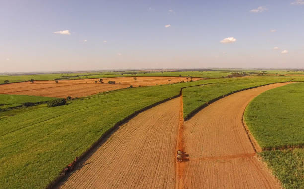 istock Sugar cane hasvest plantation aerial 955191740