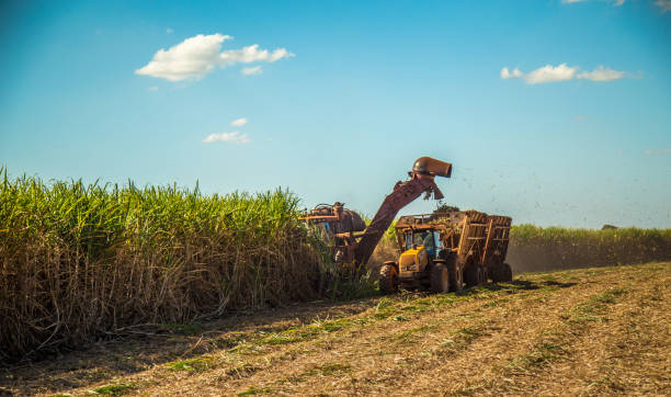 istock Sugar cane hasvest plantation 955191754