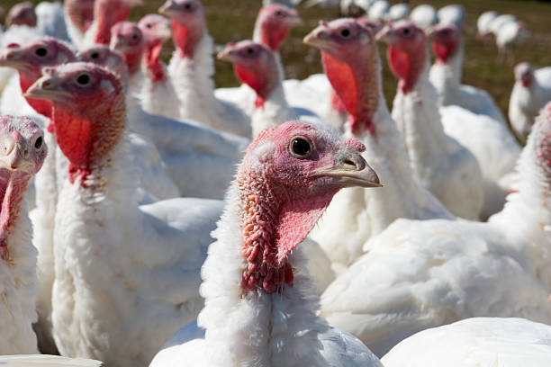 istock gang of turkeys 95519251