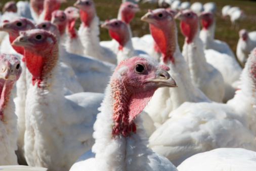 Flock of Turkey bird in Albanian fields