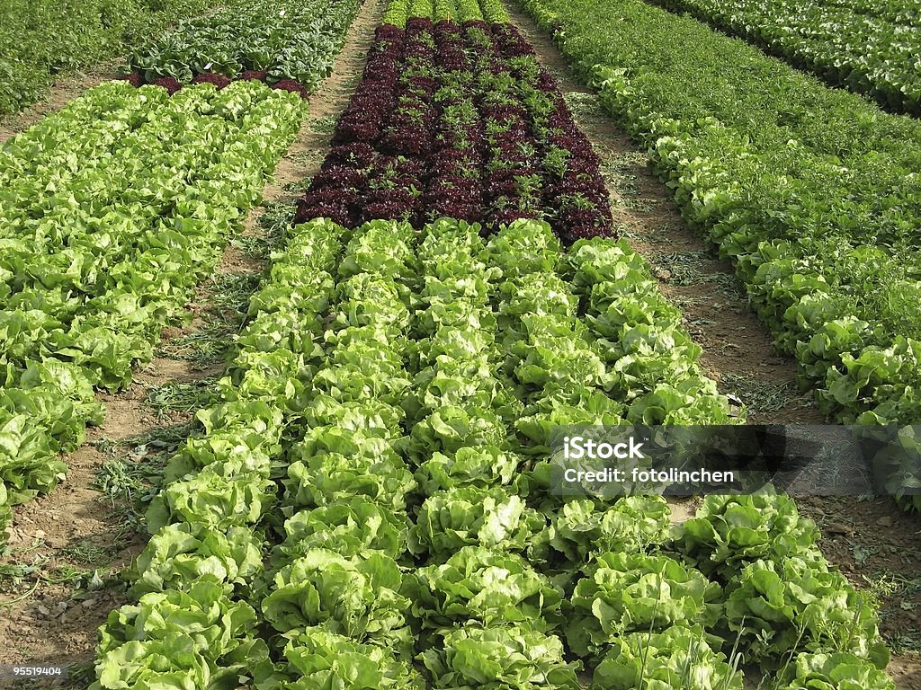 Salat mit Aufnäher - Lizenzfrei Lollo Rosso - Blattsalat Stock-Foto