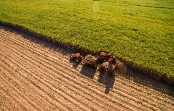 sugar cane hasvest plantation aerial - tractor agricultural machinery agriculture commercial land vehicle imagens e fotografias de stock