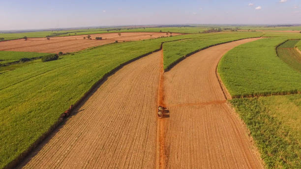 istock Sugar cane hasvest plantation aerial 955194104