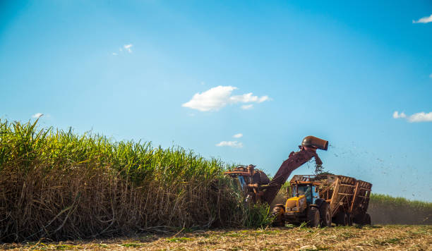 plantación de la cosecha de caña de azúcar - caña de azúcar fotos fotografías e imágenes de stock