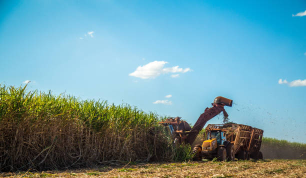 sugar cane hasvest plantation - tractor agricultural machinery agriculture commercial land vehicle imagens e fotografias de stock