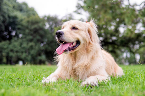 istock Golden Retriever dog 955196296