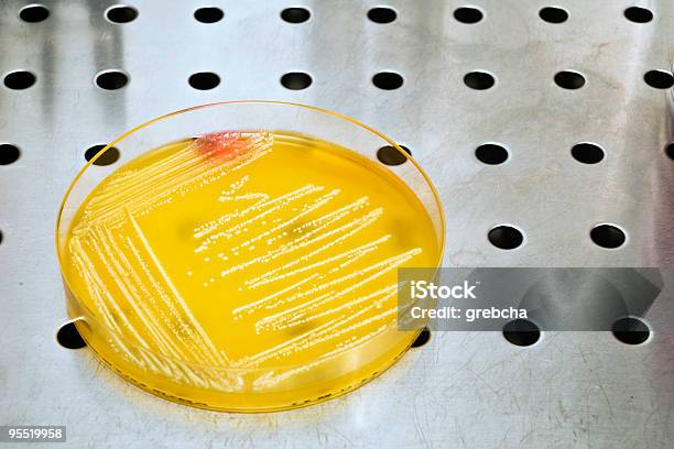Petriego Z Bakterii - zdjęcia stockowe i więcej obrazów Agar - Agar, Badania, Bakteria