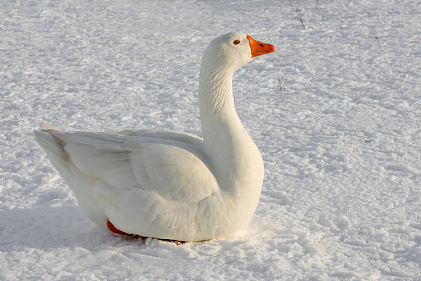 white goose stock photo