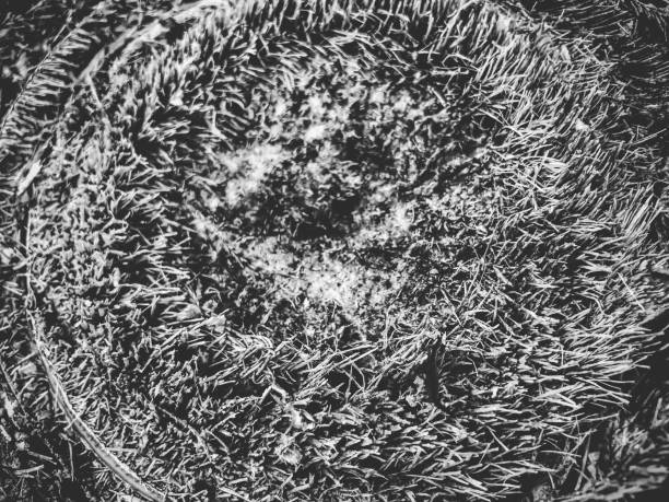 Close up of a tropical palm tree. Abstract palm texture for nature background