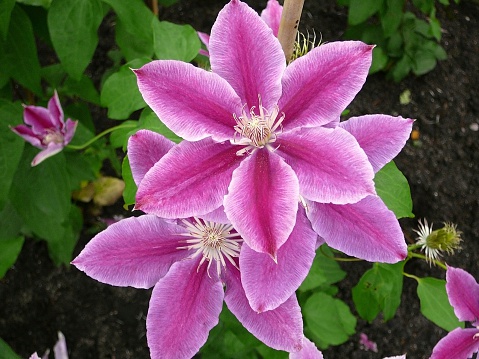 Clematis is one of the most popular garden plants. Known for its incredible flowers, clematis is made of woody, climbing vines. It offers such a broad range of bloom colors (blue, purple, pink, red, white), shapes and seasons (spring, summer and fall). It is a genus within the buttercup family, Ranunculaceae. Originating in China, the plant was brought to Japan in the 17th century.