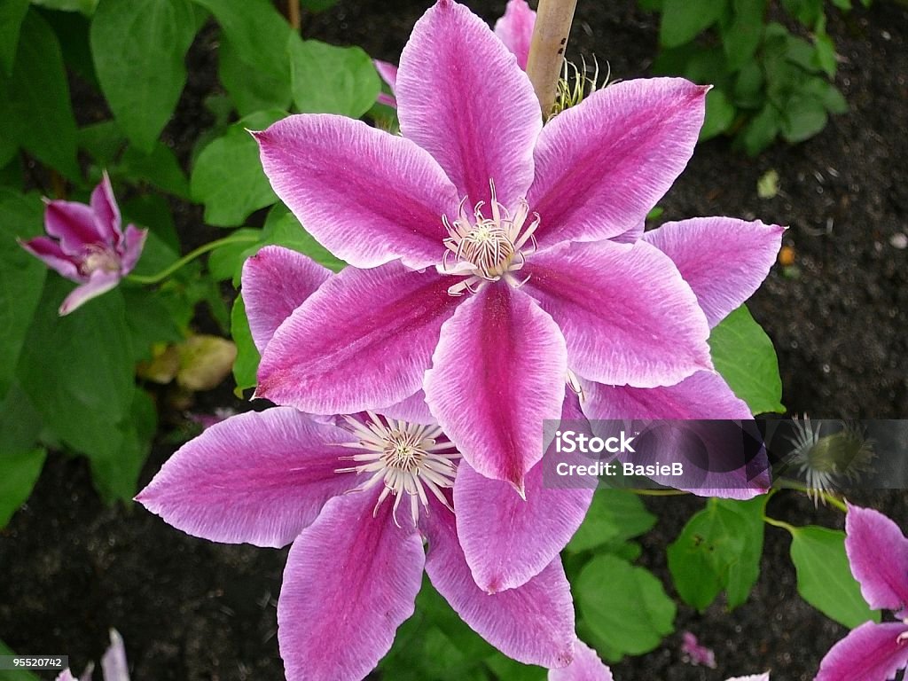 Clematis Dr. Ruppel  Clematis Stock Photo