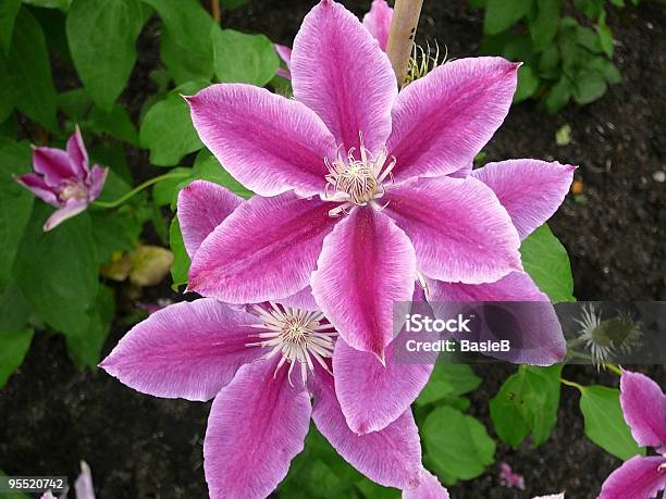 Clematis Dr Ruppel Stock Photo - Download Image Now - Clematis, Pink Color, Planting