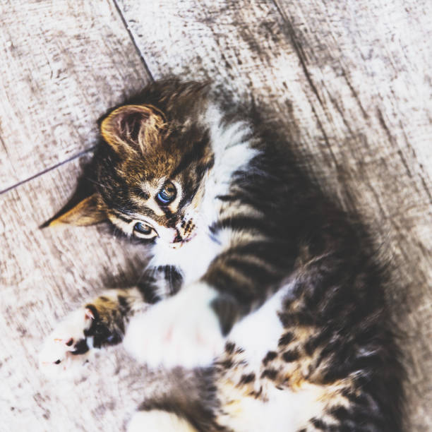 istock Little Siberian Breed Cat Playing on Ground 955208792