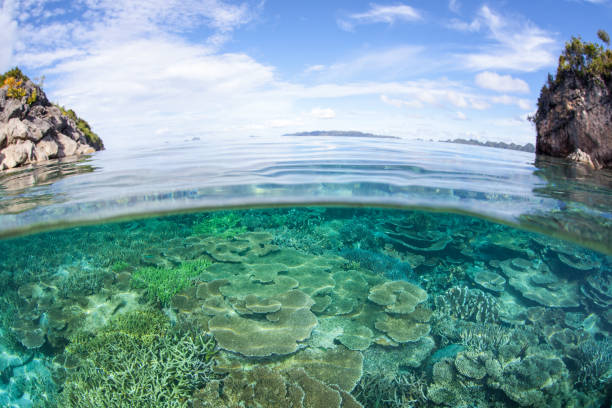 istock Gorgeous Coral Reef in Raja Ampat 955208830
