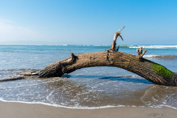 istock Tree trunk with green moss at beach on sunny day 955208886