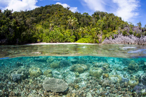 istock Shallow Reef and Remote Beach in Raja Ampat 955208888