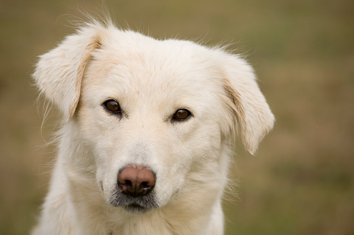 A yellow eight-month old labrador retriever looking at the camera whilst laying down.