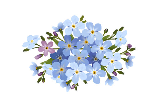 물 망 초 꽃 그룹 - blue close up white background flower head stock illustrations