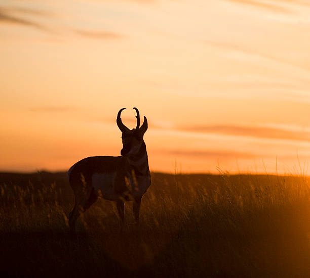 rezerwat antelope słońca - 4592 zdjęcia i obrazy z banku zdjęć