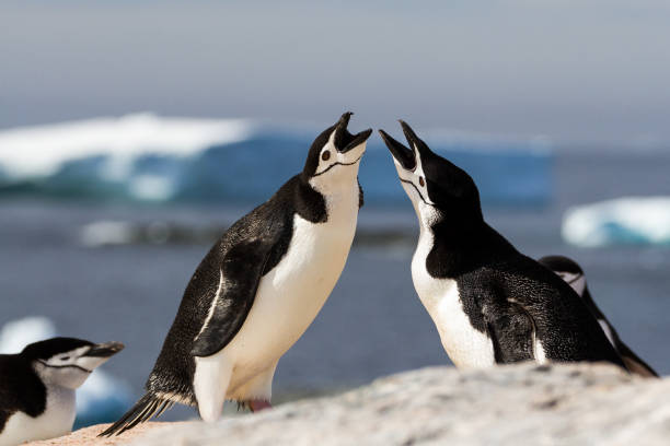 istock A pair of chinstrap penguins (Pygoscelis antarcticus) greeting each other with a mating display, Antarctica 955213848
