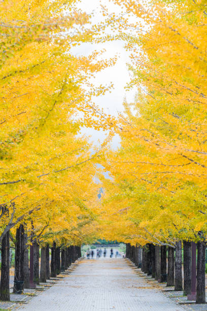 istock Ginkgo root in autumn season 955216182