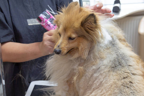 istock Shetland Sheepdog dressed by a  professional dog groomer 955219092