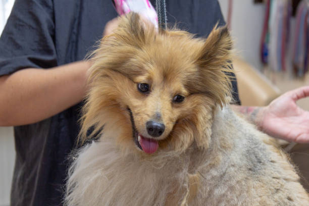 istock Shetland Sheepdog dressed by a  professional dog groomer 955219104