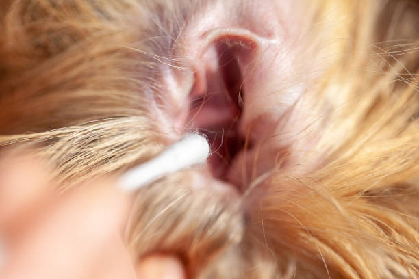 istock A person cleaned an ear from a shetland sheepdog 955219128