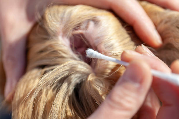 istock A person cleaned an ear from a shetland sheepdog 955219130