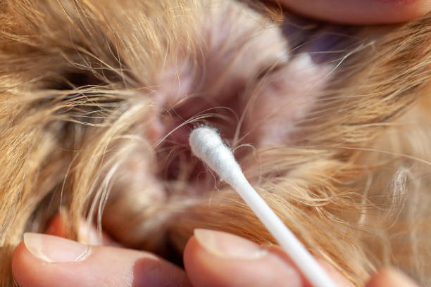 istock A person cleaned an ear from a shetland sheepdog 955219136