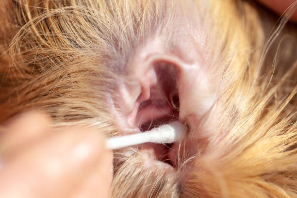 istock A person cleaned an ear from a shetland sheepdog 955219148