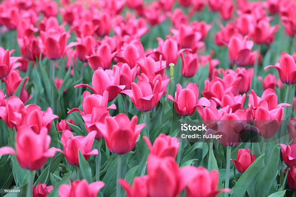 red tulip at spring on Earth  Bud Stock Photo