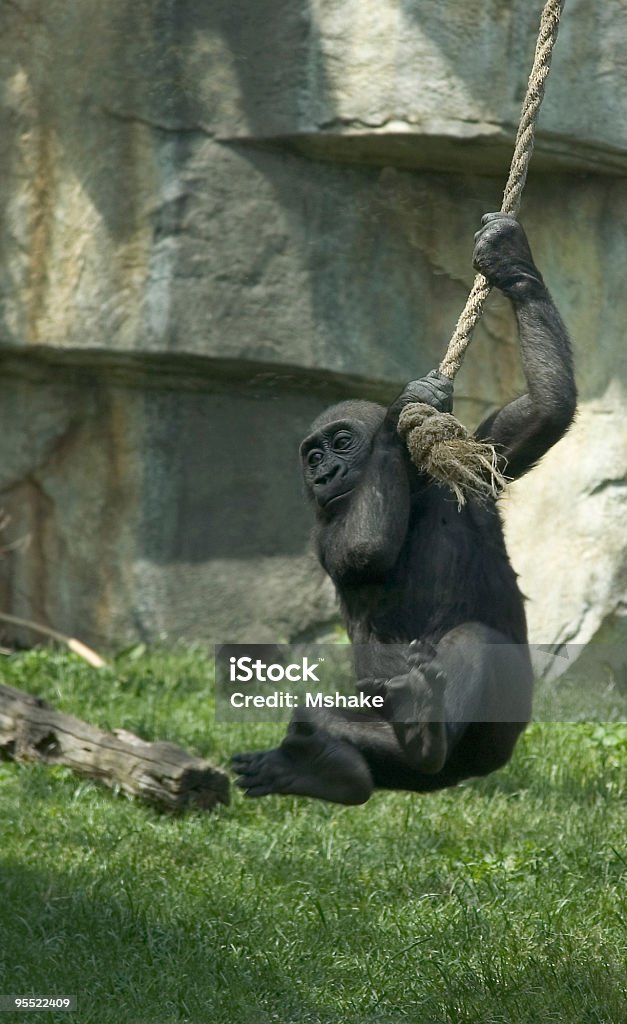 Bambini avendo divertimento Gorilla - Foto stock royalty-free di Gorilla