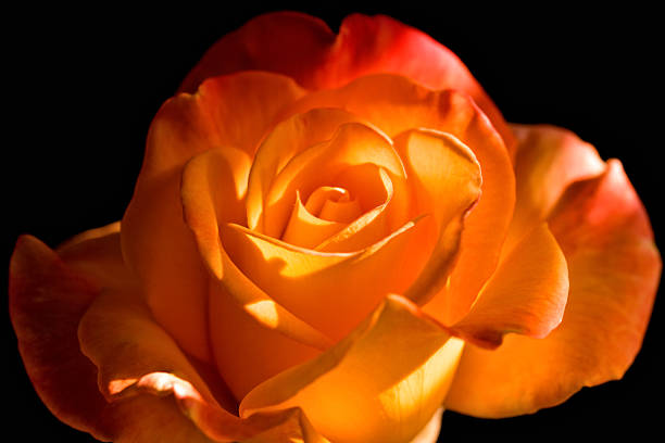 Orange Rose with Black Background
