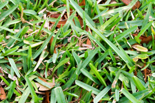 Lawn taken over by Crabgrass (Panicum virgatum) Weeds. Weedy Lawn.