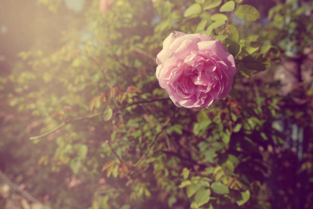 istock fresh roses flower blossoming in the garden 955236754
