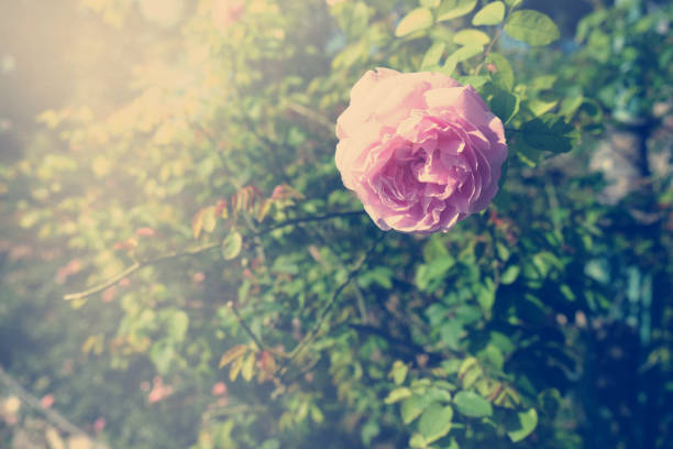 istock fresh roses flower blossoming in the garden 955236870