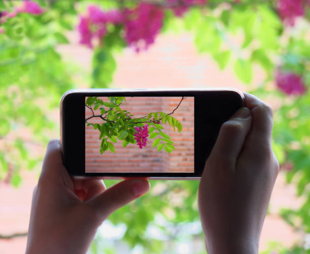 istock Hands holding a mobile phone, taking a picture 955236950
