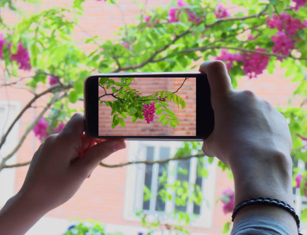 Tow hands holding a mobile phone, taking a picture