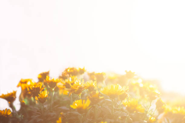 istock Group of chrysanthemum flowers at sunset. 955237124