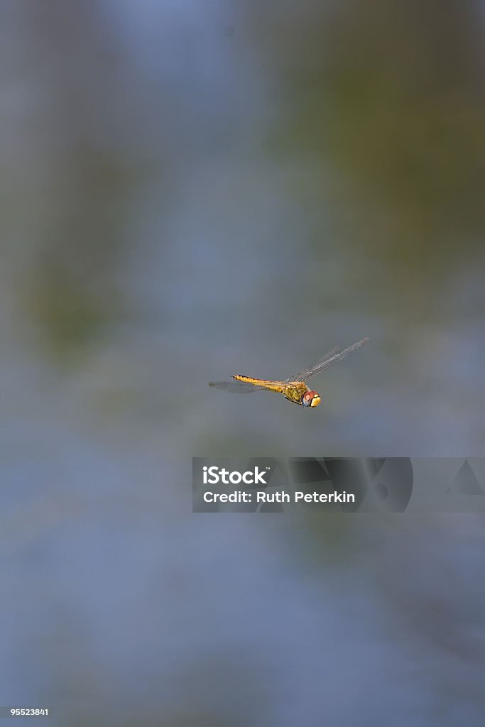 Flying Dragonfly  Animal Stock Photo