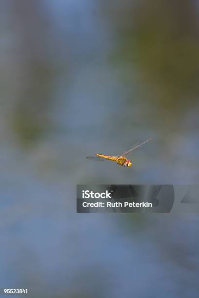 Flying Dragonfly Stock Photo - Download Image Now - Animal, Animal Wildlife, Animal Wing