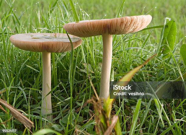 Photo libre de droit de Automne Fleurs banque d'images et plus d'images libres de droit de Automne - Automne, Botanique, Champignon