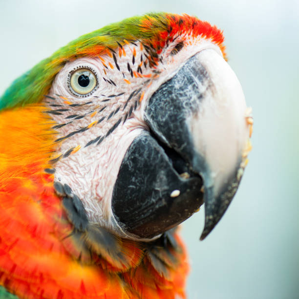 istock Close up of the macaw bird. 955244408