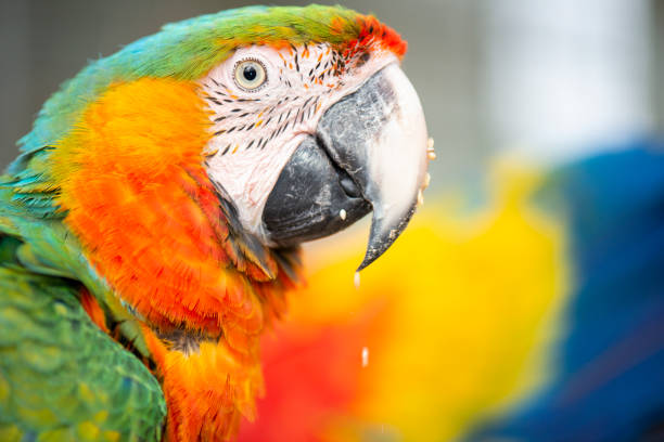 istock Close up of the macaw bird. 955244476