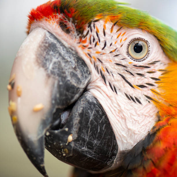 istock Close up of the macaw bird. 955244488
