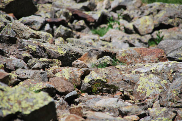 alpine marmot (Marmota marmota) hiding between rocks, a very good camouflage